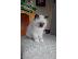 PoulaTo: birman x ragdoll